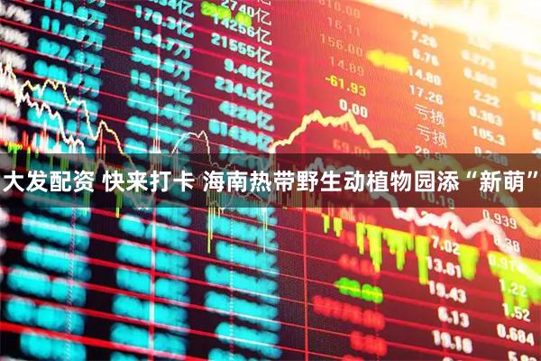 大发配资 快来打卡 海南热带野生动植物园添“新萌”